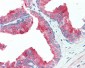 APG12 / ATG12 Antibody (Internal)